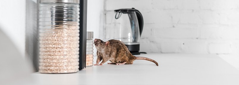 Multiplagas fumigación, control de roedores